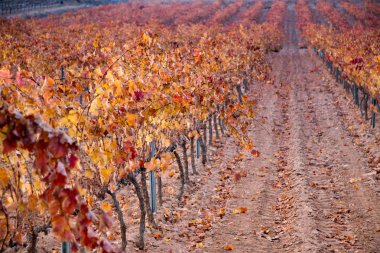 mavi gökyüzü ile bağ alanı