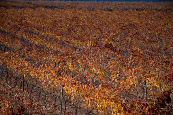 mavi gökyüzü ile bağ alanı