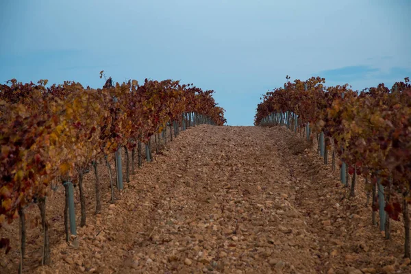 Vineyard Field Blue Sky — Stock Photo, Image