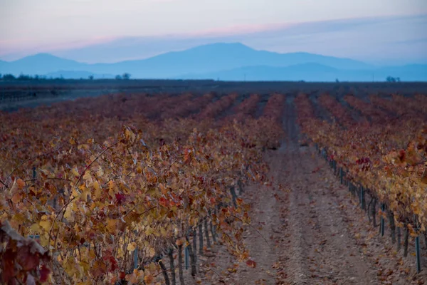 Campo Vinha Com Céu Azul — Fotografia de Stock