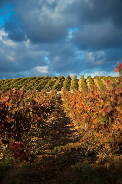 Vineyard Field Blue Sky — Stock Photo, Image