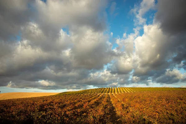 Vineyard Field Blue Sky — Stock Photo, Image