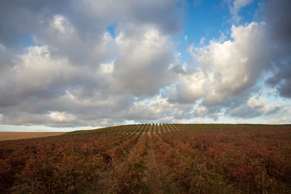 Vineyard Field Blue Sky — Stock Photo, Image