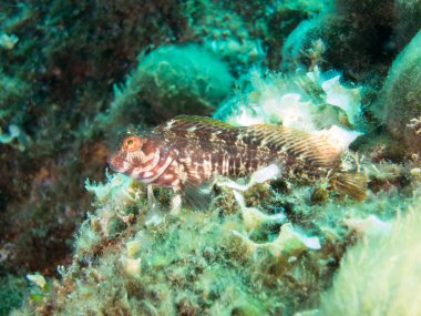 Deniz tabanındaki balıklar