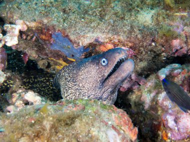 Deniz tabanındaki balıklar