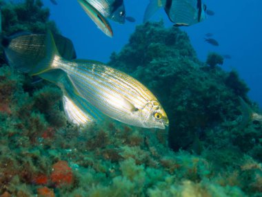 Deniz tabanındaki balıklar