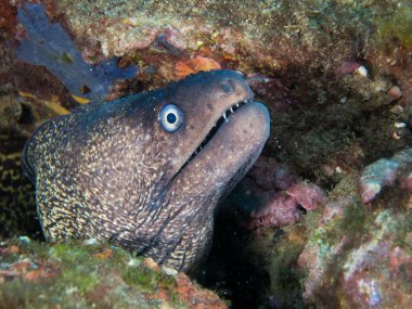 Deniz tabanındaki balıklar