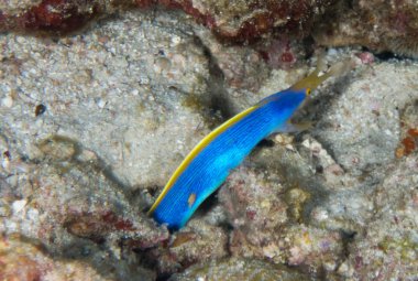 Deniz tabanındaki balıklar