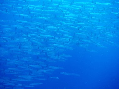 Deniz tabanındaki balıklar