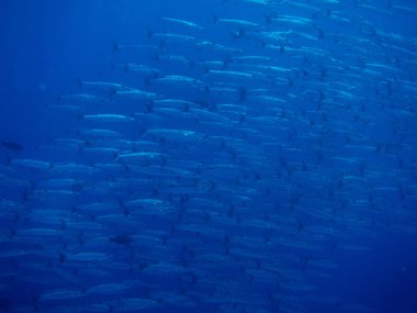 Deniz tabanındaki balıklar