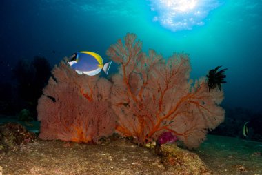 Deniz tabanındaki balıklar