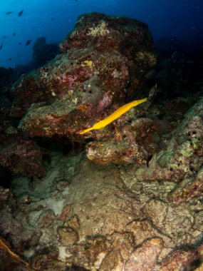 Deniz tabanındaki balıklar