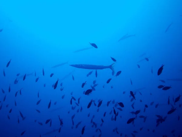 Fische Auf Dem Meeresboden — Stockfoto