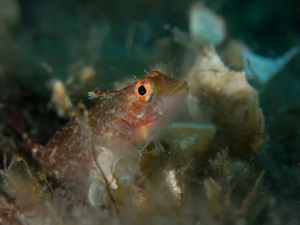 fish on the sea floor