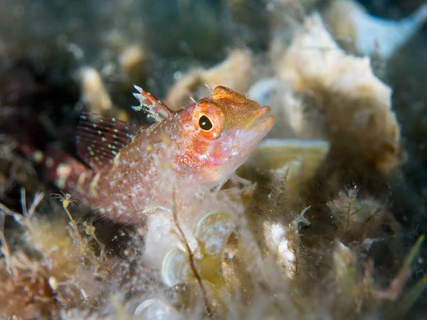 Pesce Sul Fondo Del Mare — Foto Stock