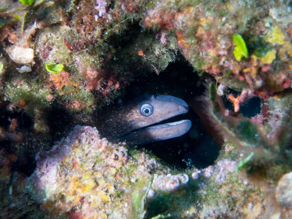 fish on the sea floor