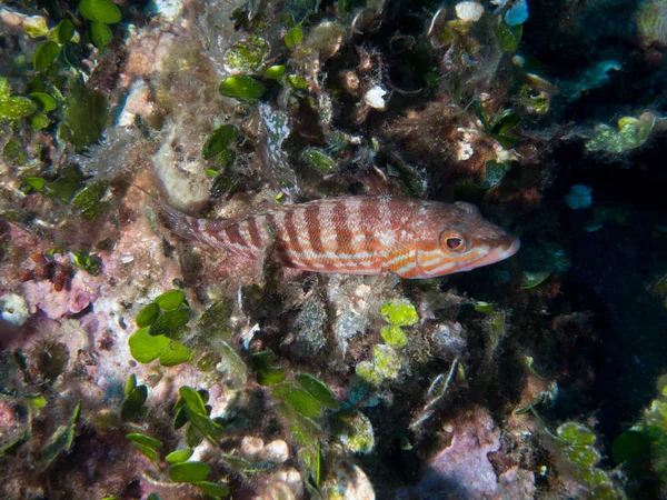 Fische Auf Dem Meeresboden — Stockfoto