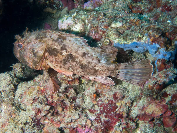 fish on the sea floor