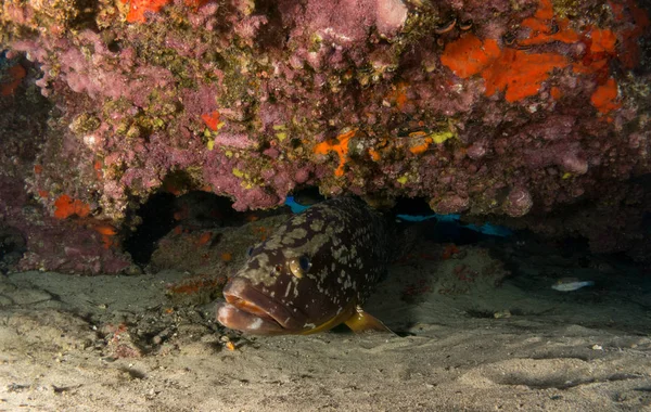 fish on the sea floor