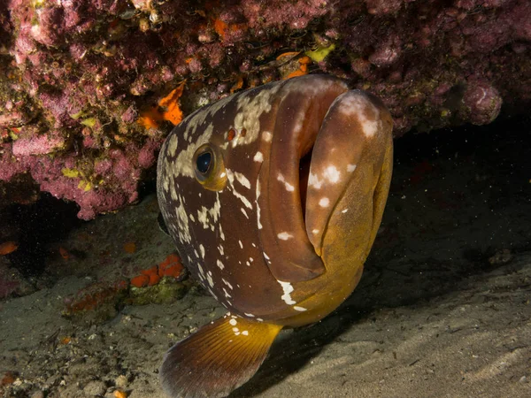 fish on the sea floor