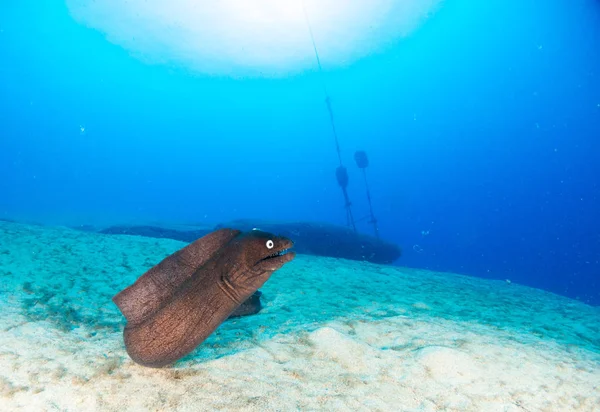 fish on the sea floor