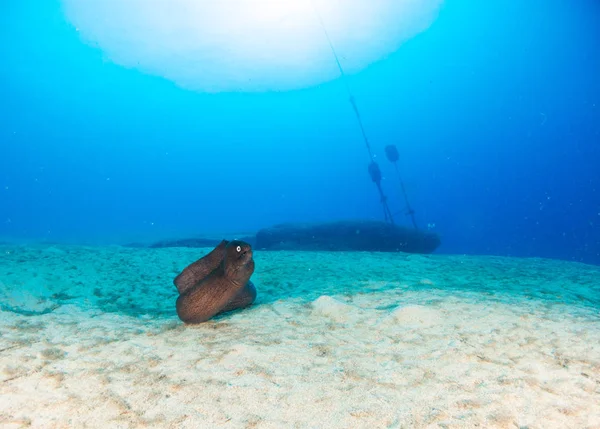 fish on the sea floor