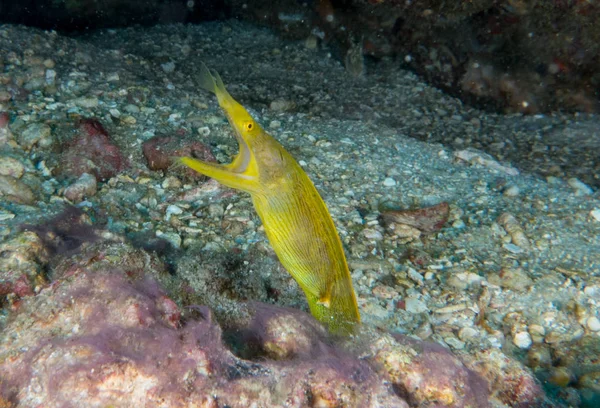 fish on the sea floor