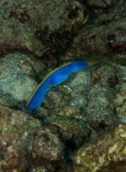 Fische Auf Dem Meeresboden — Stockfoto