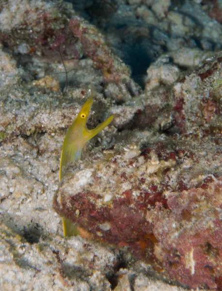 海底の魚 — ストック写真