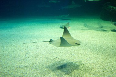 Deniz tabanındaki balıklar