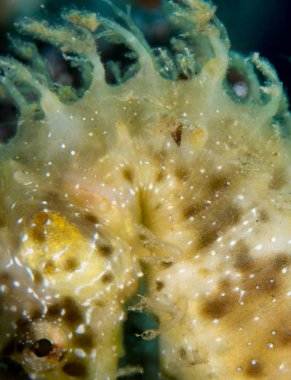 Denizatı içinde Akdeniz