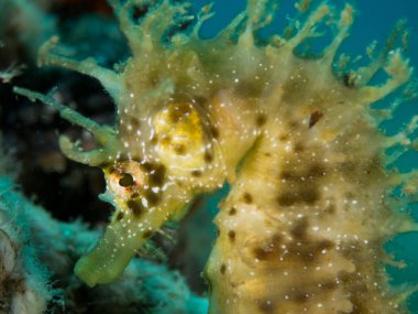 Denizatı içinde Akdeniz