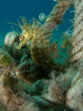 Denizatı içinde Akdeniz