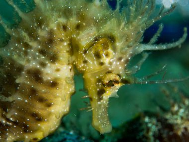 Denizatı içinde Akdeniz