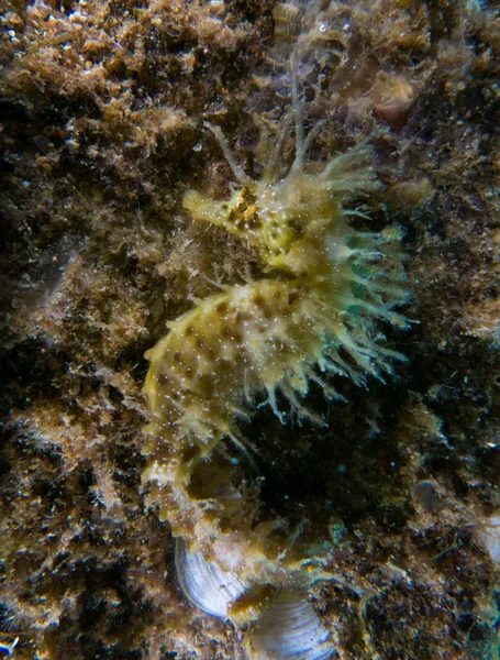 Seahorse Mediterania — Stok Foto