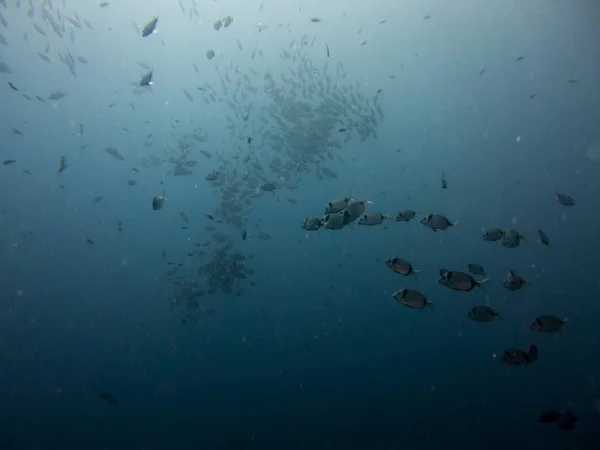 Fische Auf Dem Meeresboden — Stockfoto