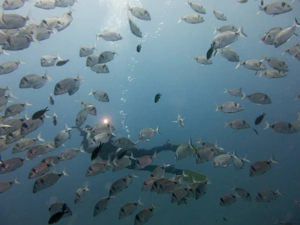 fish on the sea floor