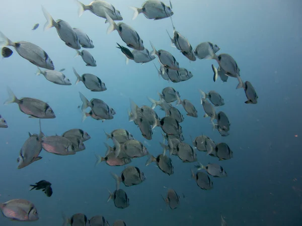 Fische Auf Dem Meeresboden — Stockfoto