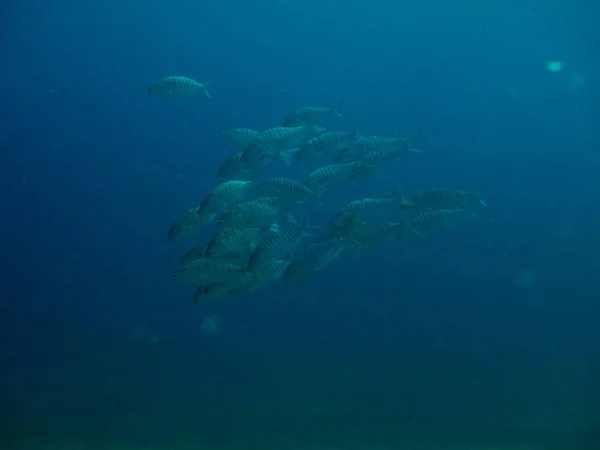 Fish Sea Floor — Stock Photo, Image