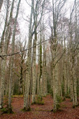 Doğa sonbahar manzara