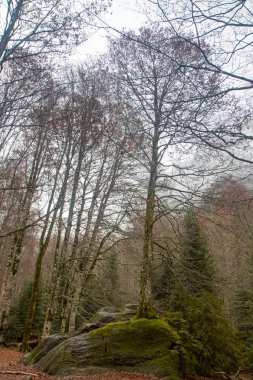 Doğa sonbahar manzara