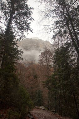 Doğa sonbahar manzara