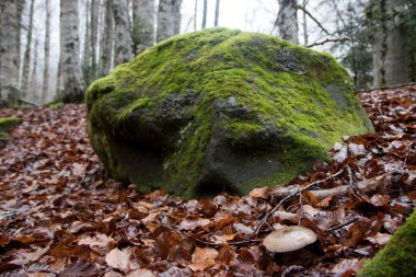 Doğa sonbahar manzara