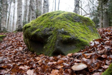 Doğa sonbahar manzara