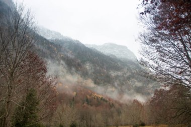 Doğa sonbahar manzara