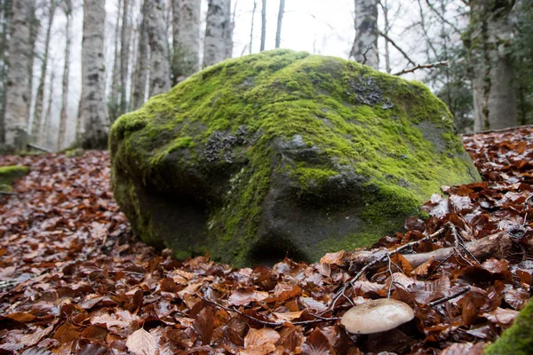 Doğa sonbahar manzara