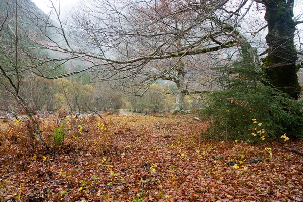 Herbstliche Landschaft Der Natur — Stockfoto