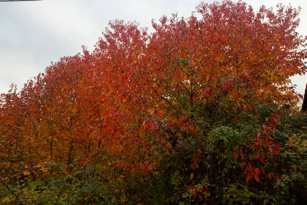 Осенний Пейзаж Природе — стоковое фото