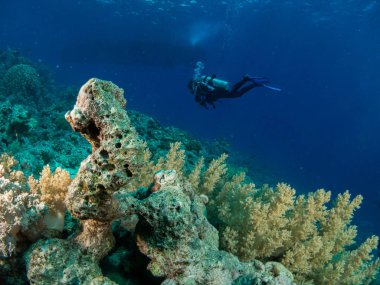 Sualtı canlıları ile deniz dibinin