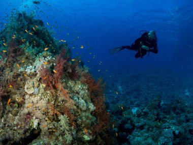 Sualtı canlıları ile deniz dibinin